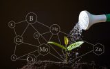 Dlaczego rosliny potrzebuja azotu